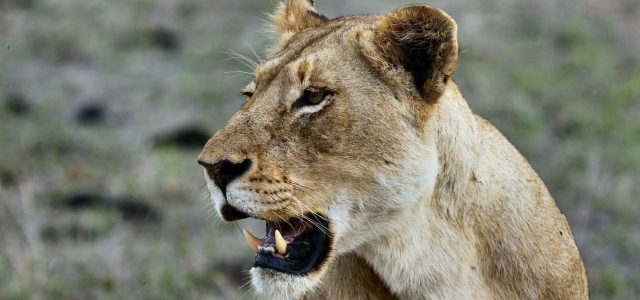Sabi Sabi Bush Lodge