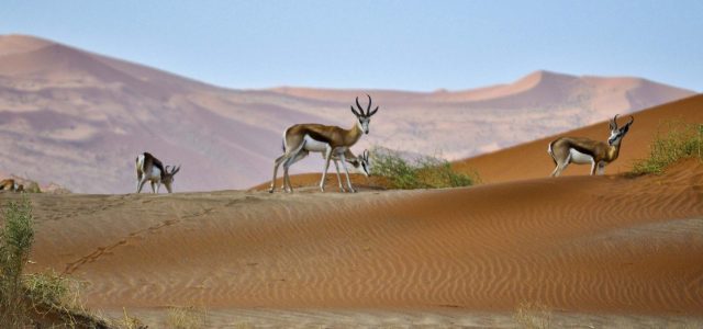 Etosha Village Namibia
