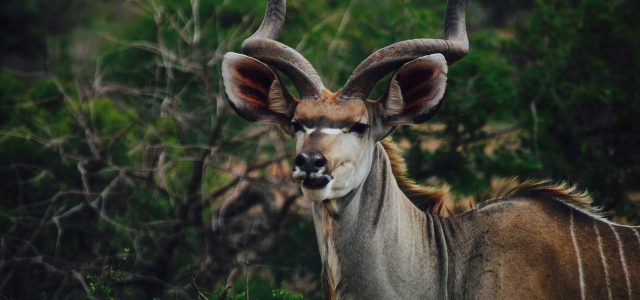 Skukuza Safari Lodge
